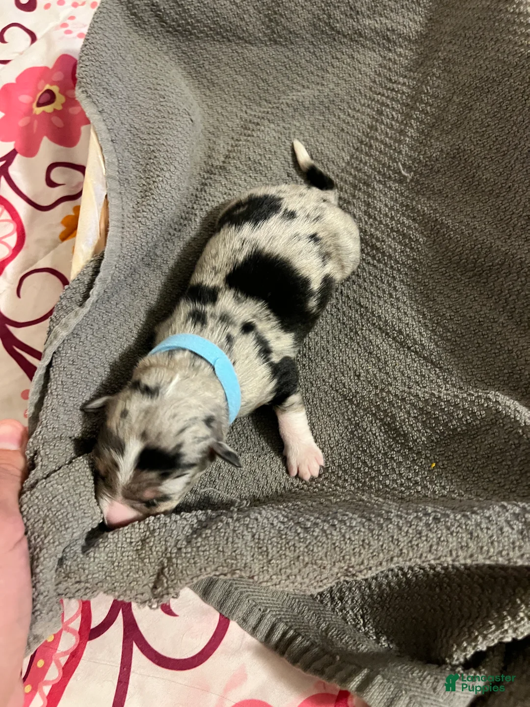 Mixed Breed dogs for sale: Light Blue - Ad 2