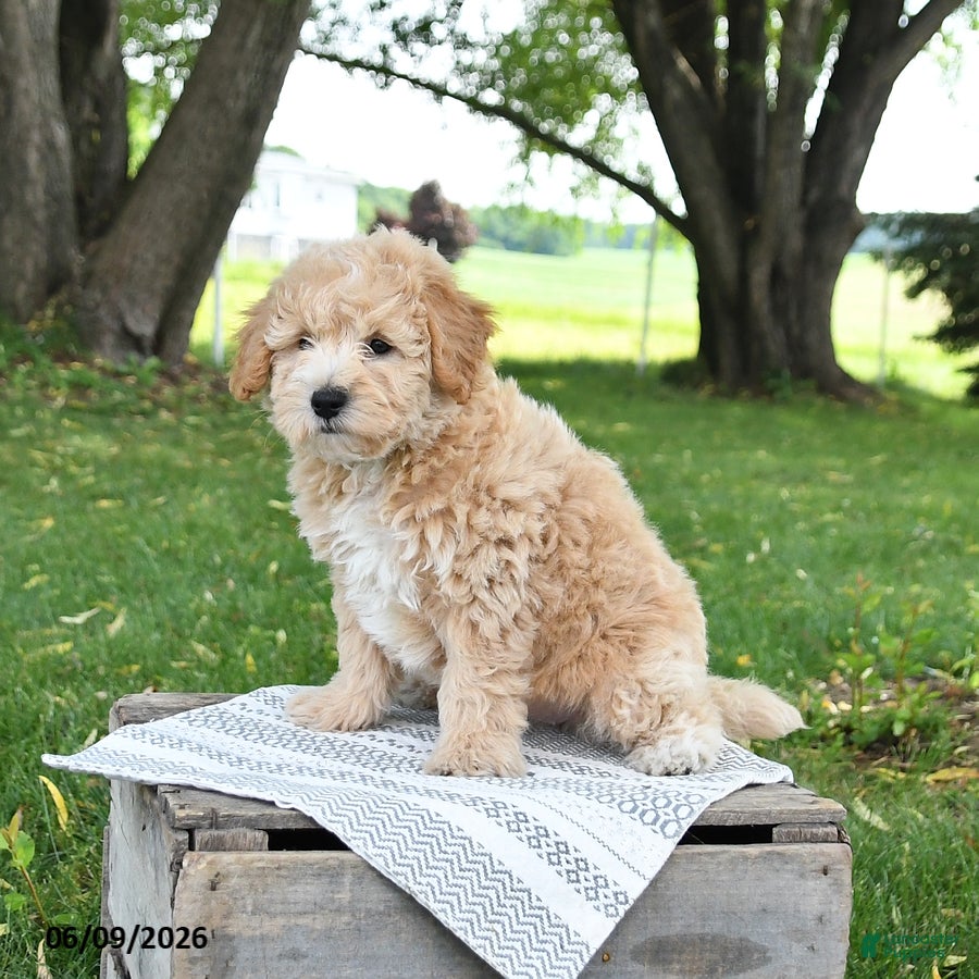 Bichpoo dogs Jade - Ad 2
