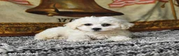 Bichon Frise dogs for sale: April - Ad 3