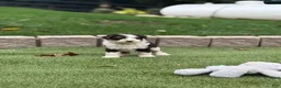 Aussiedoodle dogs for sale: Remy - Ad 2