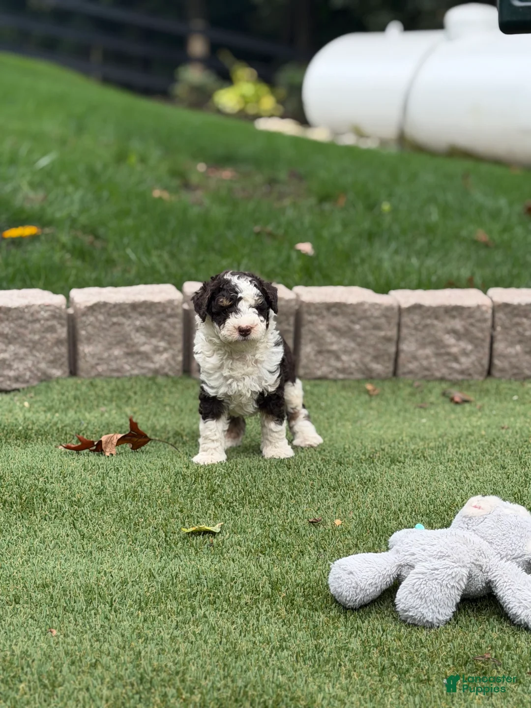 Aussiedoodle dogs for sale: Remy - Ad 2