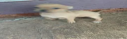 Chihuahua dogs for sale: Chihuahua 2 M - Ad 8