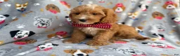 Cavapoo dogs for sale: Chance - Ad 8