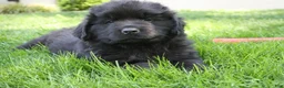 Newfoundland dogs for sale: Midnight - Ad 5