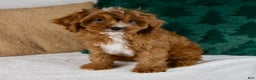 Cavapoo dogs for sale: Audi - Ad 7