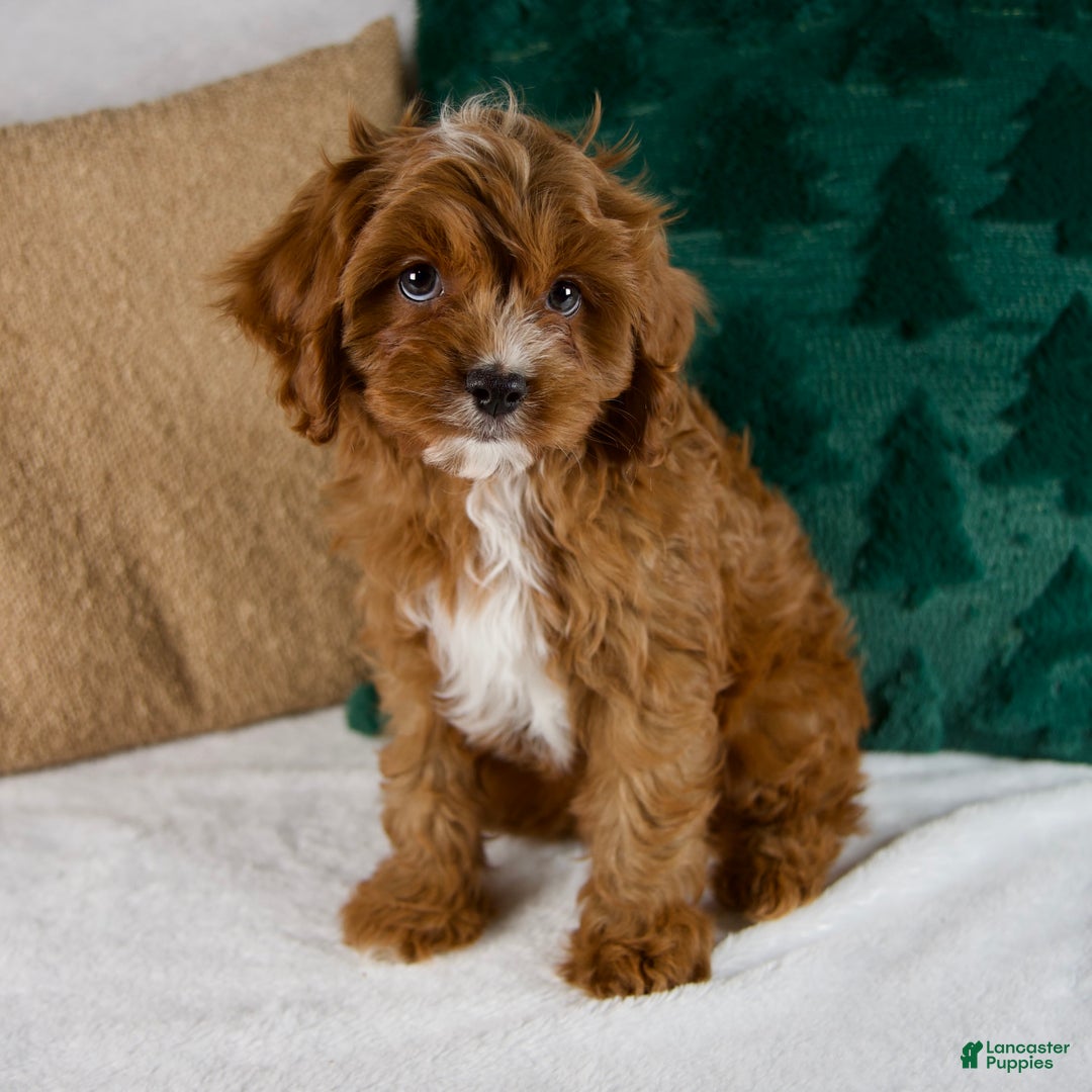 Cavapoo dogs for sale: Audi - Ad 7