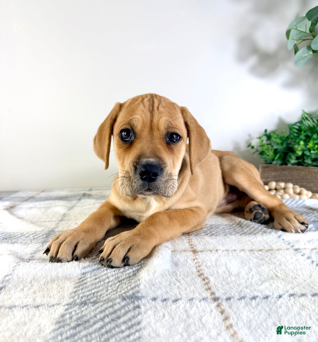 Cane Corso dogs for sale: Nova - Ad 4