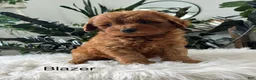 Mini Goldendoodle dogs for sale: Blazer - Ad 5