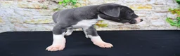 Great Dane dogs for sale: Slate - Ad 14