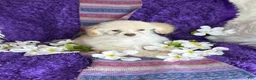 Toy Poodle dogs for sale: Rosemary - Ad 5