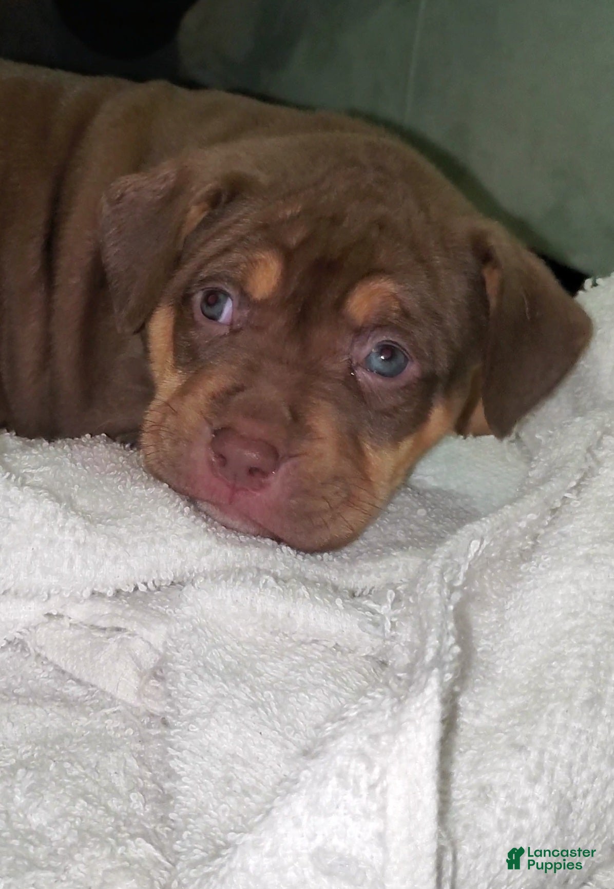 American Bully dogs for sale: PURPLE - Ad 1