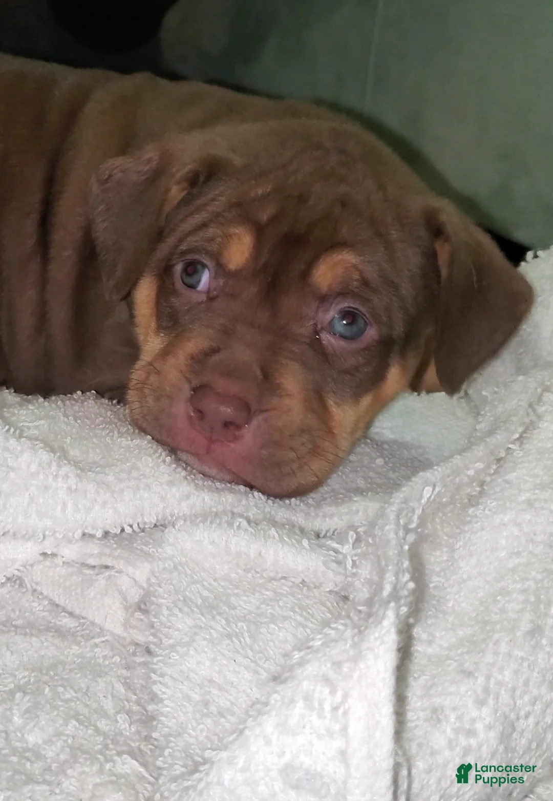 American Bully dogs for sale: PURPLE - Ad 1