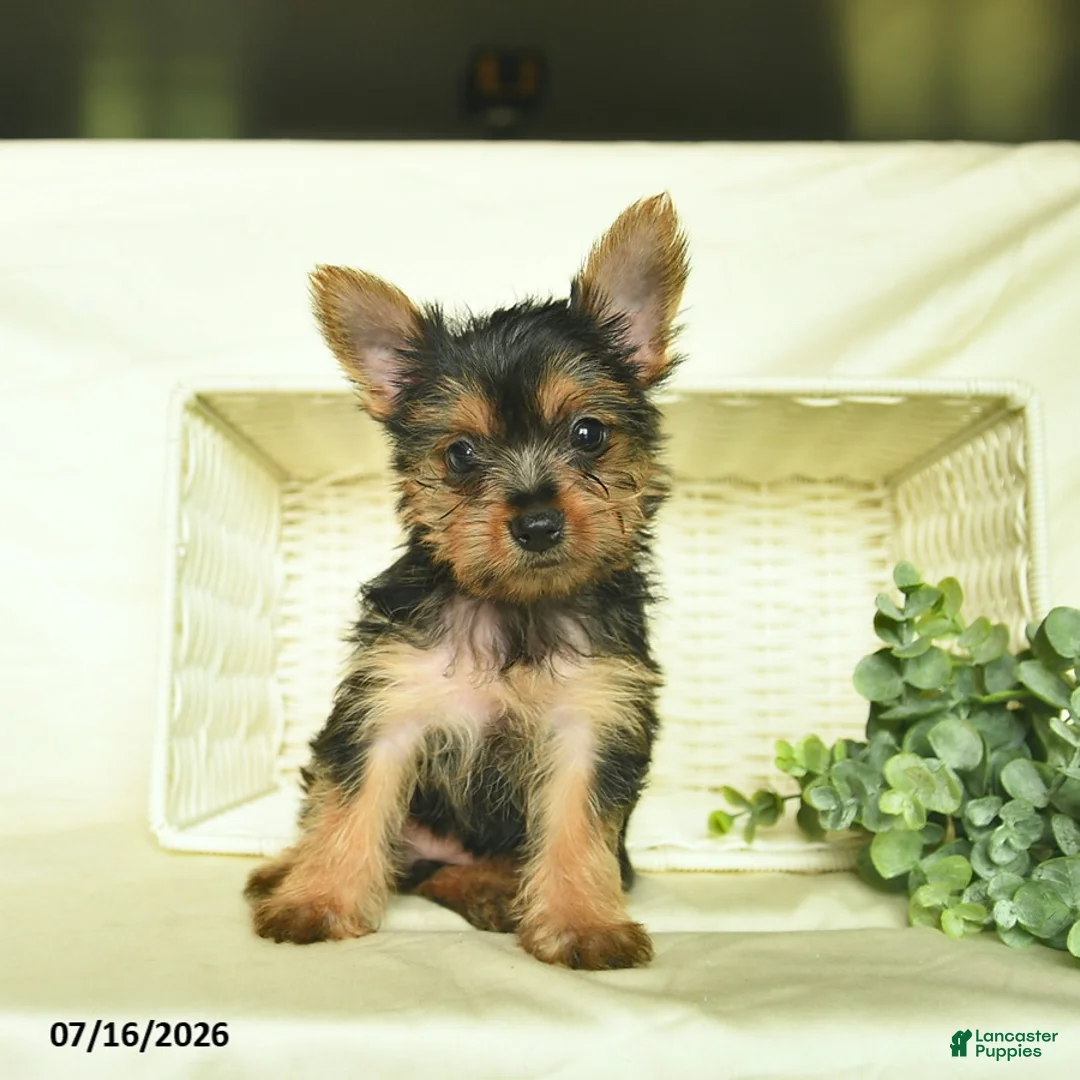 Yorkshire Terrier dogs for sale: Lily  - Ad 2