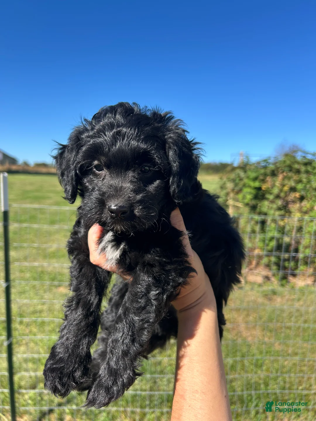 Mini Bernedoodle dogs for sale: Cocoa - Ad 2