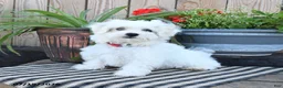 Mixed Breed dogs for sale: Ottis - Ad 1