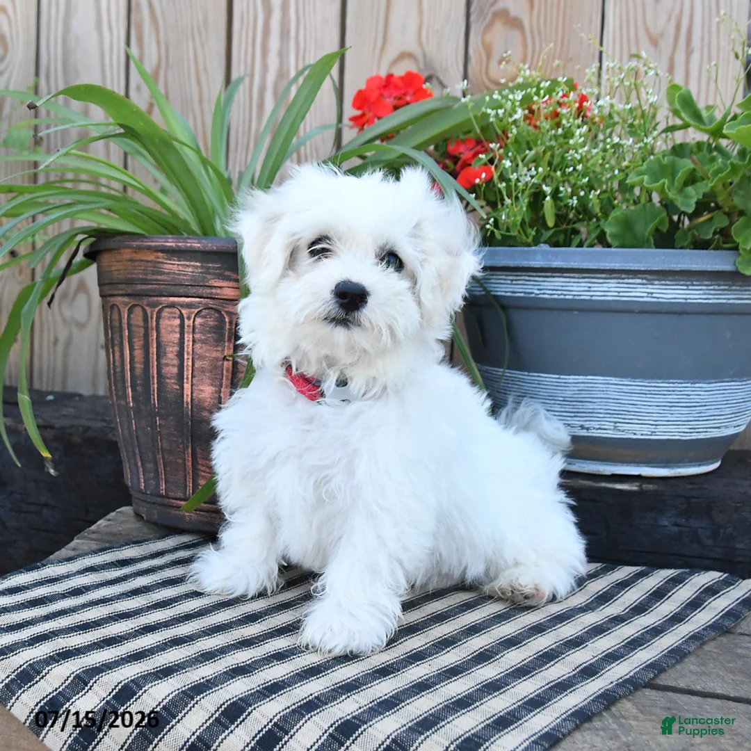Mixed Breed dogs for sale: Ottis - Ad 1
