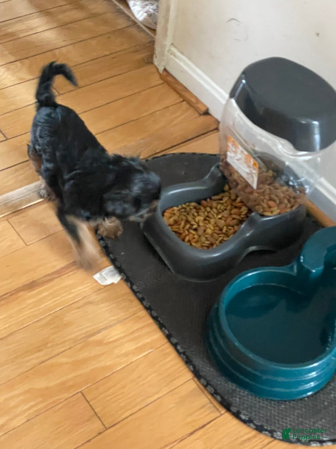Yorkshire Terrier dogs for sale: Pet 1 - Ad 5