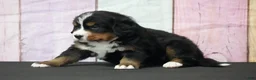 Bernese Mountain Dog dogs for sale: Bernese Mountain Dog Puppy 1 - Ad 4