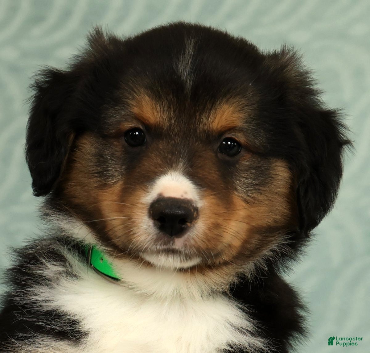 Australian Shepherd dogs for sale: Dallas - Ad 6