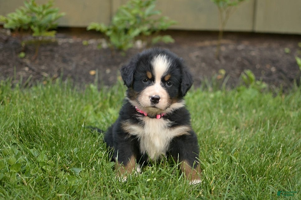 Bernese Mountain Dog dogs Fiona - Ad 1