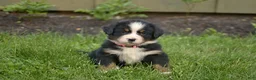 Bernese Mountain Dog dogs for sale: Fiona - Ad 1