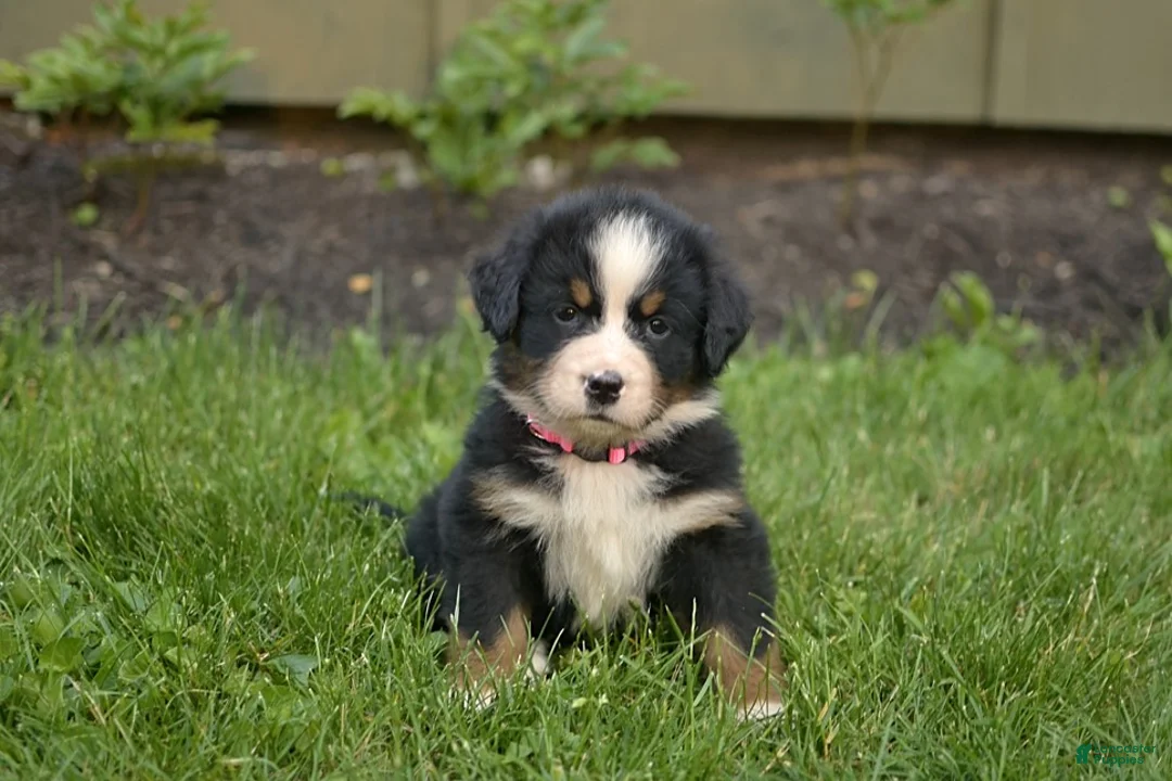 Bernese Mountain Dog dogs for sale: Fiona - Ad 1