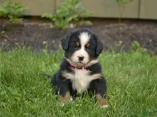 Bernese Mountain Dog dogs for sale: Fiona - Ad 4
