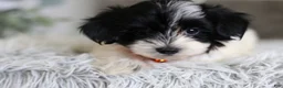 Maltipoo dogs for sale: Tiny - Ad 8