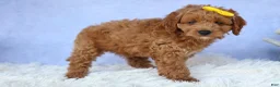 Cavapoo dogs for sale: TITUS - Ad 14