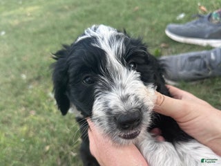 Aussiedoodle dogs Aussiedoodle Puppy 6 - Ad 38