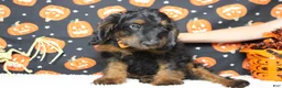 Cockapoo dogs for sale: Toffee  - Ad 15