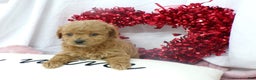 Goldendoodle dogs for sale: Bailey - Ad 3