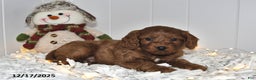 Cavapoo dogs for sale: Coco - Ad 3