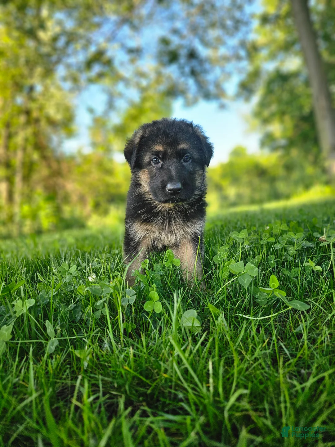 German Shepherd dogs for sale: Sniper  - Ad 1