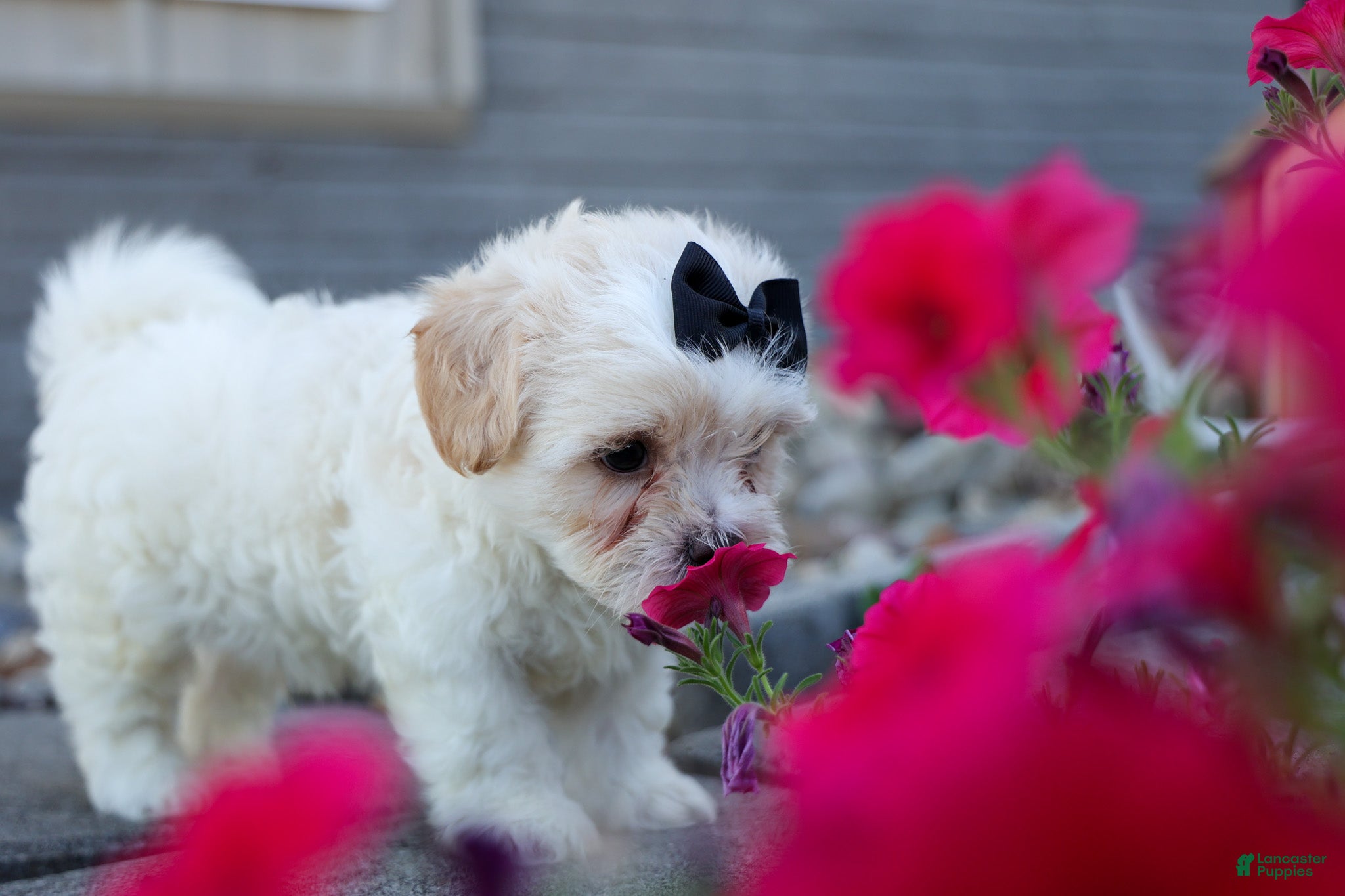 Teddy Bear dogs Bently 🐶 - Ad 2