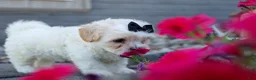 Teddy Bear dogs for sale: Bently 🐶 - Ad 2