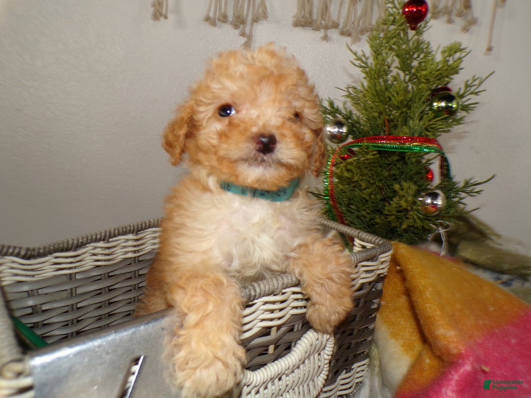 Toy Poodle dogs for sale: Toy Poodle Puppy 3 Dillon - Ad 2
