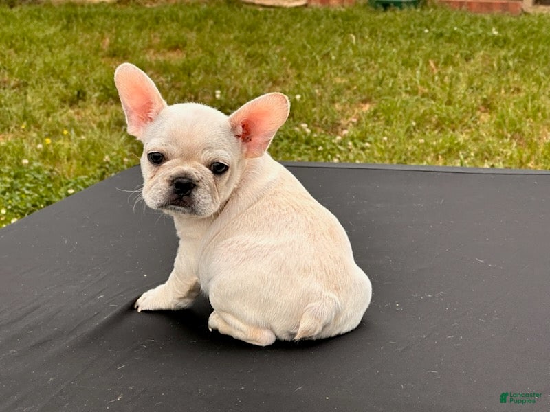 French Bulldog dogs Papa Smurf - Ad 2