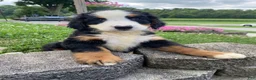 Bernese Mountain Dog dogs for sale: Callie - Ad 4