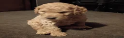 Goldendoodle dogs for sale: Christopher  - Ad 7