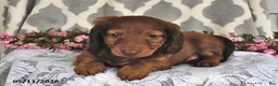 Miniature Dachshund dogs for sale: Randy - Ad 1