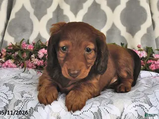Miniature Dachshund dogs for sale: Randy - Ad 2
