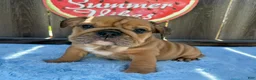 English Bulldog dogs for sale: Lipa - Ad 4