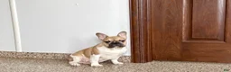 French Bulldog dogs for sale: French Bulldog Puppy 1 - Ad 4
