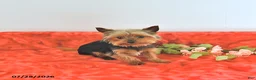Yorkshire Terrier dogs for sale: Tiny   EXTRA SMALL - Ad 7