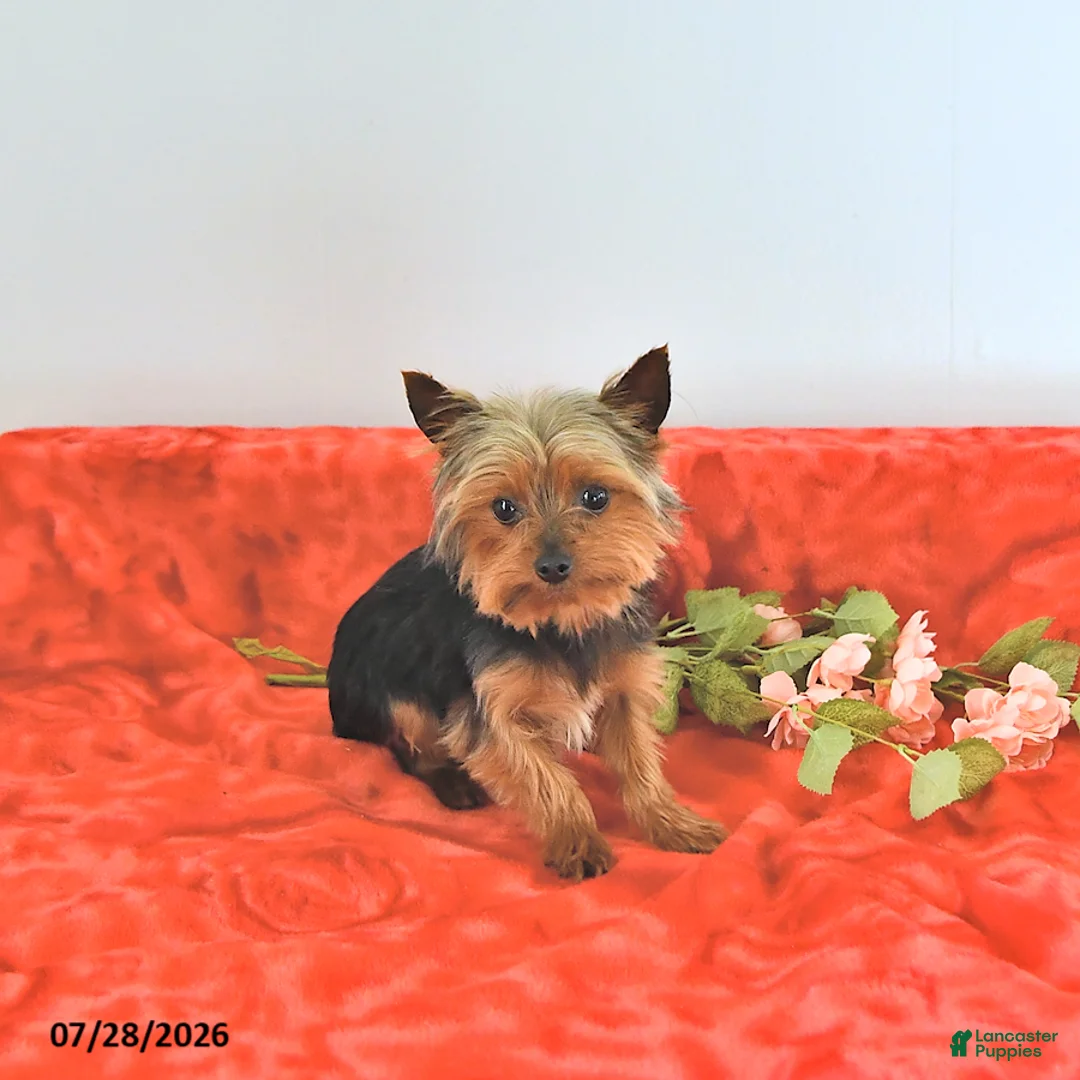 Yorkshire Terrier dogs for sale: Tiny   EXTRA SMALL - Ad 7