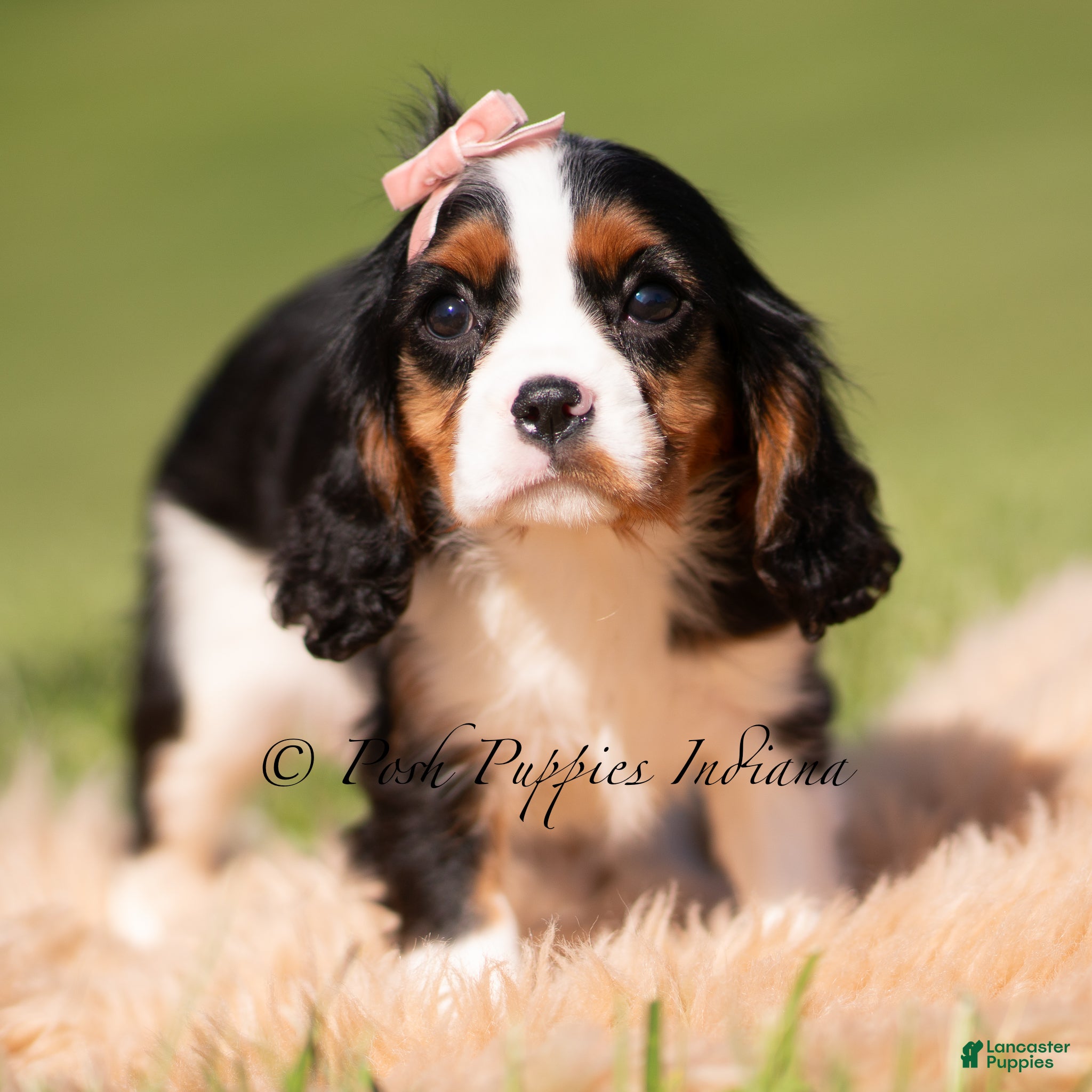 Cavalier King Charles Spaniel dogs Indie AKC - Ad 13