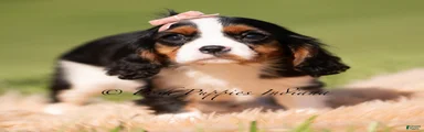Indie AKC