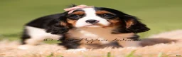 Cavalier King Charles Spaniel dogs for sale: Indie AKC - Ad 1