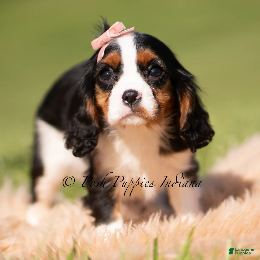Cavalier King Charles Spaniel dogs for sale: Indie AKC - Ad 1